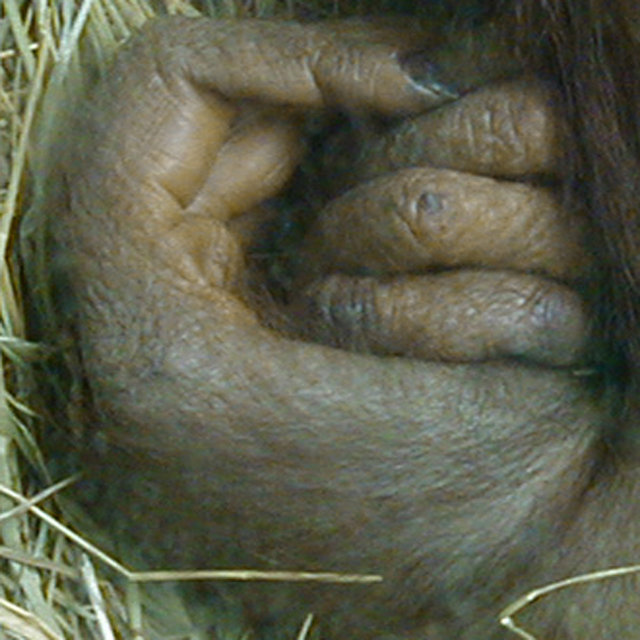 The Grasp