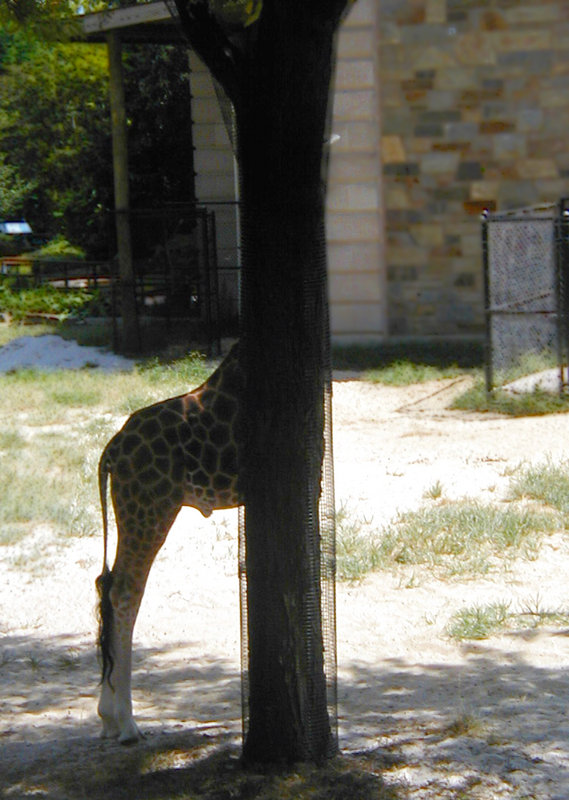 Giraffe Hide and Seek