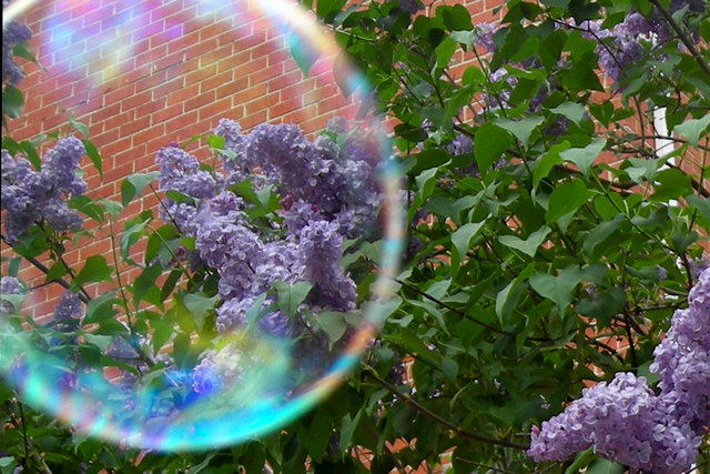 Spring Lilacs