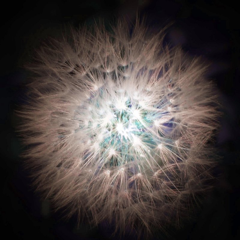 Copper Puff.jpg