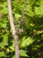 Dragonflies Mating