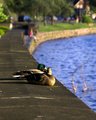 Ducks in the Sun 2