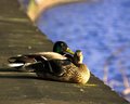 Ducks in the Sun 4