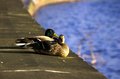 Ducks in the Sun 3
