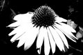 DSC_3193highcontrastBW.jpg