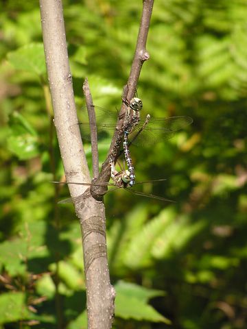 Dragonflies Mating