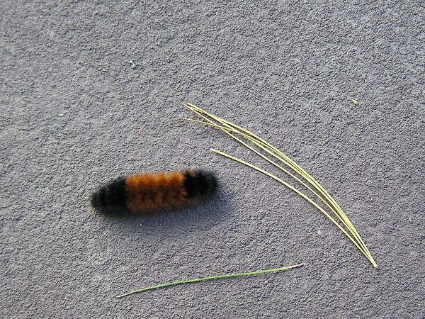 A Wooly Worm comes to the Wedding