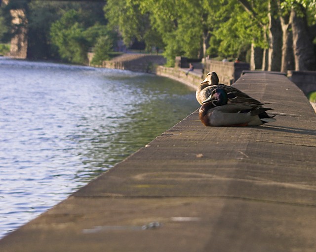 Ducks in the Sun 6