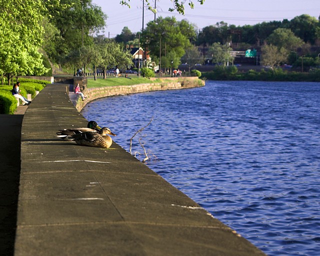 Ducks in the Sun 1