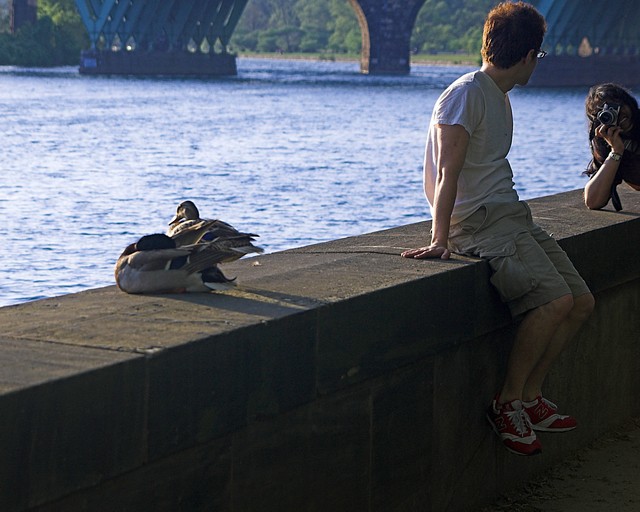 Ducks in the Sun 5
