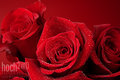 Color of Love II