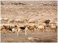 Shepherd dog, Lanzarote
