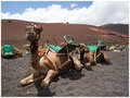 Riding camels