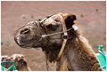 Riding camel