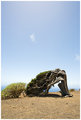 Wind-shaped Juniper tree, El Hierro