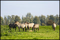 Wild Horses