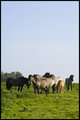 Wild Konik Horses