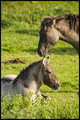 Wild Konik mare and foal