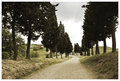 Cypress Avenue, Certaldo