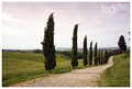 Cypress Avenue, Certaldo