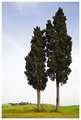Huge Cypress Trees