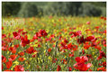 Poppies