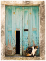 Window Cat