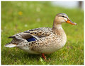 Ms Duck