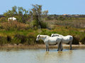 Wild Horses Of The Camargue 