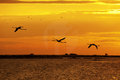 Flamingos over the Lake of Vaccares