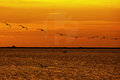 Flamingos over the Lake of Vaccares