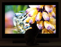 Kitty watching Discovery Channel