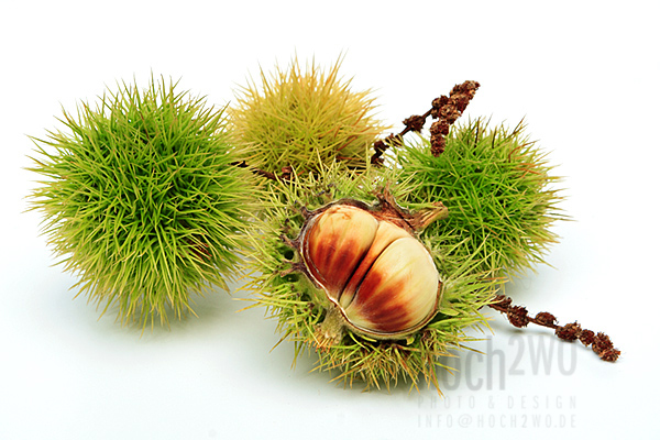 Sweet chestnuts