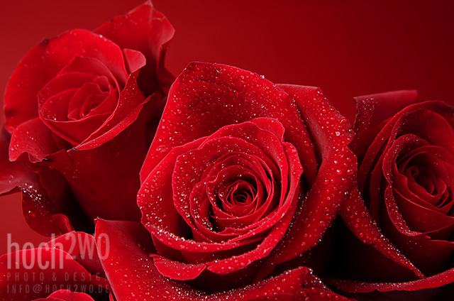 Color of Love II