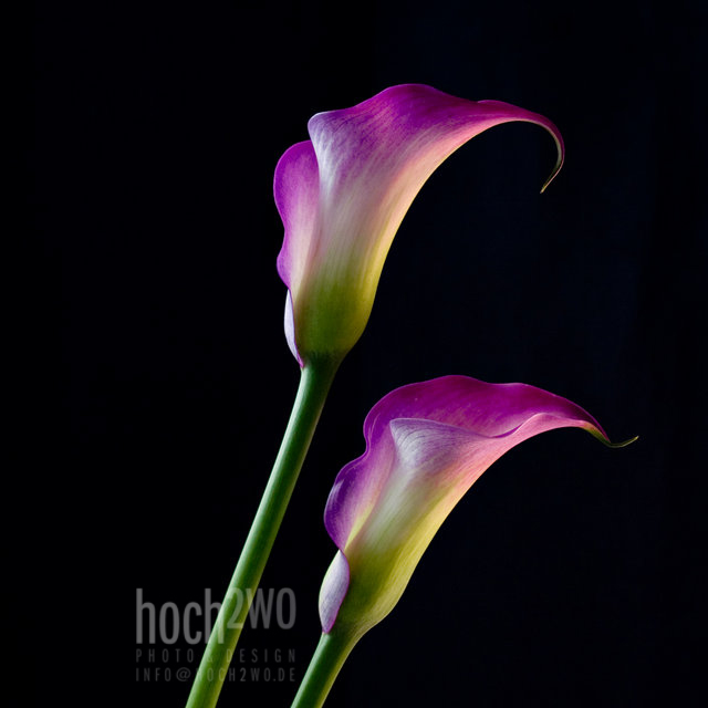 Purple Calla Lilies
