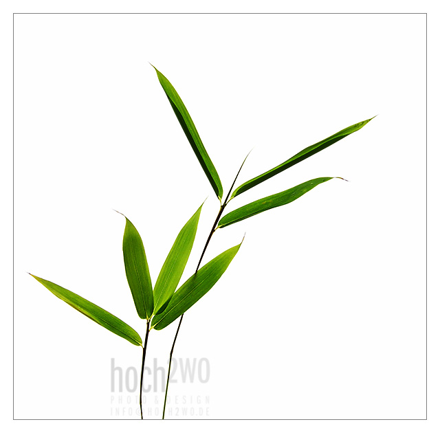 Seven Bamboo Leaves