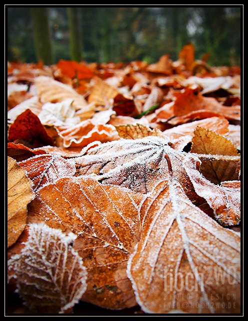 First Frost