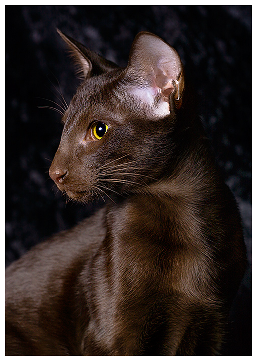 Bantu trying to look like an adult cat