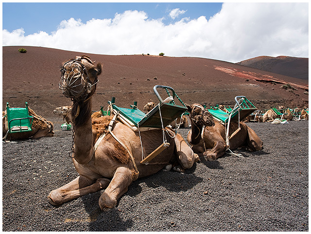 Riding camels