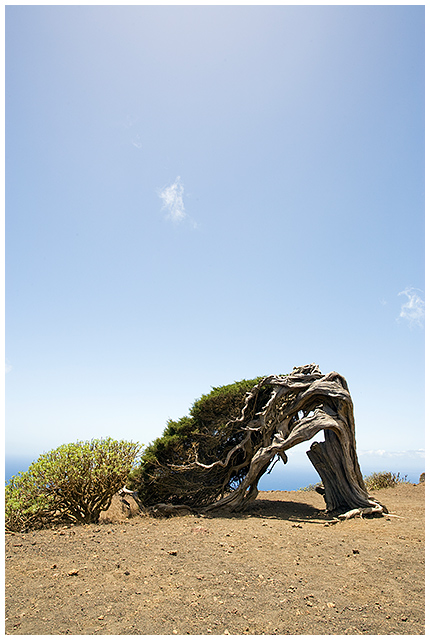 Wind-shaped Juniper tree, El Hierro
