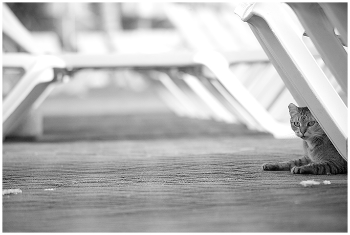 Hotel Cat