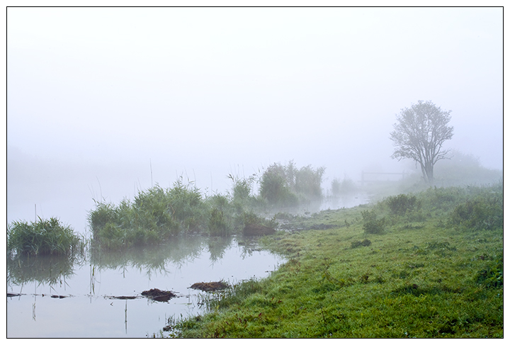 Swamp