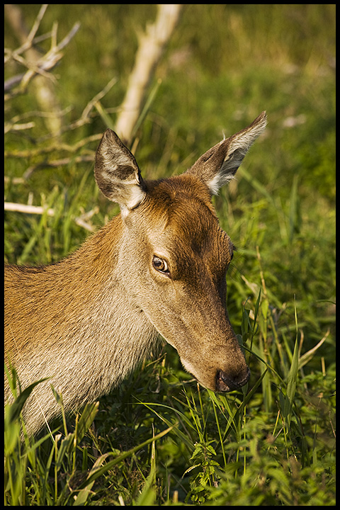 Deer Hind