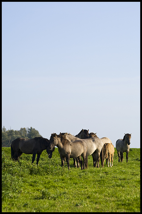 Wild Konik Horses