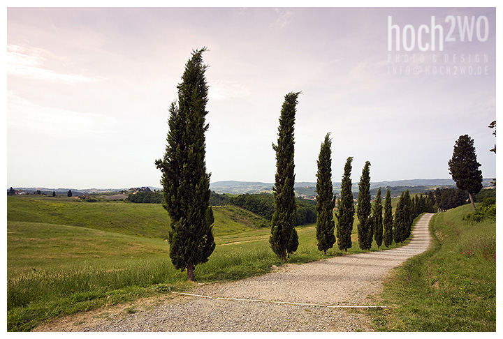 Cypress Avenue, Certaldo