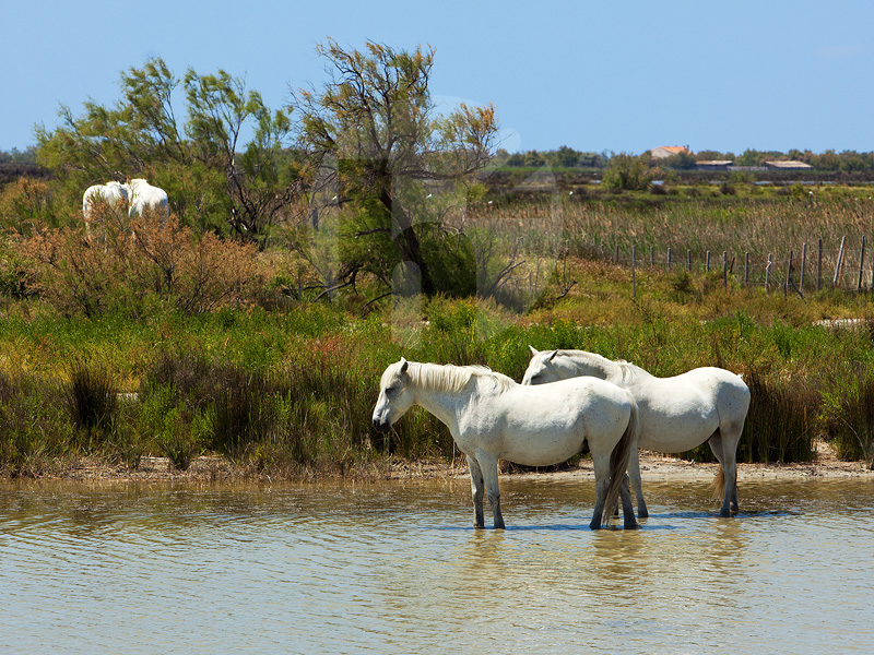 Wild Horses Of The Camargue 