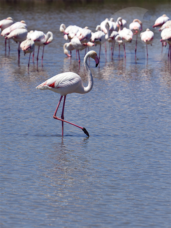 Camargue Flamingos