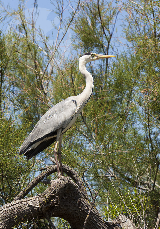 Great Blue Heron, Camargue