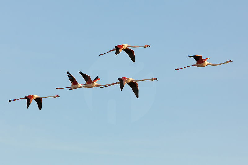 Flamingos, Camargue
