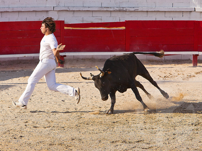 Course Camargueaise, bloodless french bullfighting